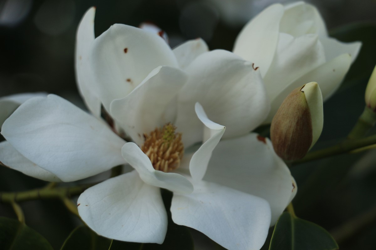 Magnolia maudiae Syn.Michelia maudiae03.jpg